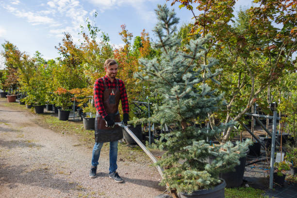 Professional Tree Care Services in Caldwell, ID